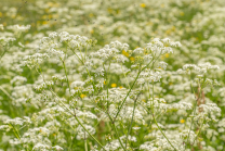 Wiesen-Kerbel, Anthriscus sylvestris