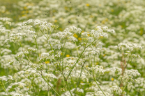 Wiesen-Kerbel, Anthriscus sylvestris