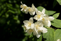 Echter Jasmin (Jasminum officinale)