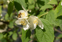 Echter Jasmin (Jasminum officinale), Schwebfliegen (Syrphidae)