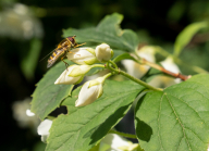 Echter Jasmin (Jasminum officinale), Schwebfliegen (Syrphidae)