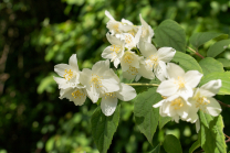 Echter Jasmin (Jasminum officinale)