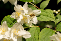 Echter Jasmin (Jasminum officinale), Schwebfliegen (Syrphidae)