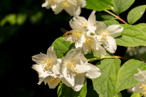 Echter Jasmin (Jasminum officinale), Schwebfliegen (Syrphidae)