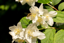 Echter Jasmin (Jasminum officinale), Schwebfliegen (Syrphidae)