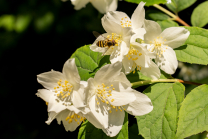 Echter Jasmin (Jasminum officinale), Schwebfliegen (Syrphidae)