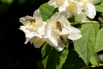 Echter Jasmin (Jasminum officinale), Schwebfliegen (Syrphidae)