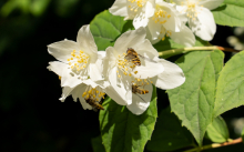 Echter Jasmin (Jasminum officinale), Schwebfliegen (Syrphidae)