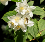 Echter Jasmin (Jasminum officinale), Schwebfliegen (Syrphidae)