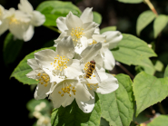 Echter Jasmin (Jasminum officinale), Schwebfliegen (Syrphidae)