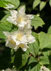 Echter Jasmin (Jasminum officinale)