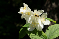 Echter Jasmin (Jasminum officinale), Schwebfliegen (Syrphidae)