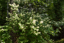 Echter Jasmin (Jasminum officinale)