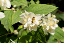 Echter Jasmin (Jasminum officinale), Schwebfliegen (Syrphidae)