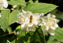 Echter Jasmin (Jasminum officinale), Schwebfliegen (Syrphidae)