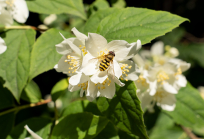 Echter Jasmin (Jasminum officinale), Schwebfliegen (Syrphidae)