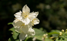 Echter Jasmin (Jasminum officinale)