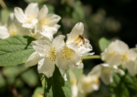 Echter Jasmin (Jasminum officinale), Schwebfliegen (Syrphidae)