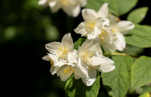 Echter Jasmin (Jasminum officinale)