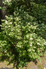 Echter Jasmin (Jasminum officinale)