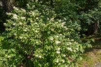 Echter Jasmin (Jasminum officinale)