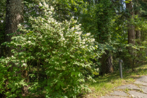 Echter Jasmin (Jasminum officinale)