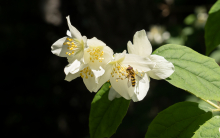 Echter Jasmin (Jasminum officinale), Schwebfliegen (Syrphidae)