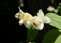 Echter Jasmin (Jasminum officinale), Schwebfliegen (Syrphidae)