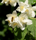 Echter Jasmin (Jasminum officinale), Schwebfliegen (Syrphidae)