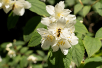 Echter Jasmin (Jasminum officinale), Schwebfliegen (Syrphidae)