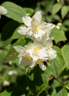 Echter Jasmin (Jasminum officinale), Schwebfliegen (Syrphidae)