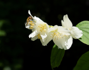 Echter Jasmin (Jasminum officinale), Schwebfliegen (Syrphidae)