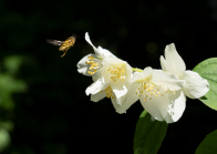 Echter Jasmin (Jasminum officinale), Schwebfliegen (Syrphidae)