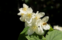 Echter Jasmin (Jasminum officinale), Schwebfliegen (Syrphidae)