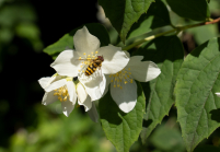 Echter Jasmin (Jasminum officinale), Schwebfliegen (Syrphidae)