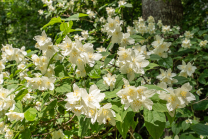 Echter Jasmin (Jasminum officinale)