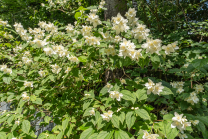 Echter Jasmin (Jasminum officinale)