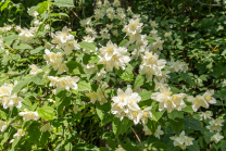 Echter Jasmin (Jasminum officinale)