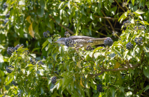 Singdrossel, Turdus philomelos