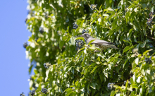 Singdrossel, Turdus philomelos