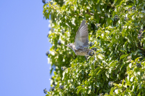 Singdrossel, Turdus philomelos