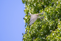 Singdrossel, Turdus philomelos