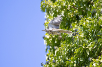 Singdrossel, Turdus philomelos