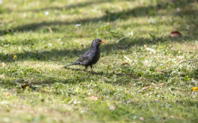 Amsel, Turdus merula, Schwarzdrossel