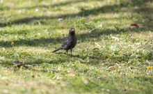 Amsel, Turdus merula, Schwarzdrossel